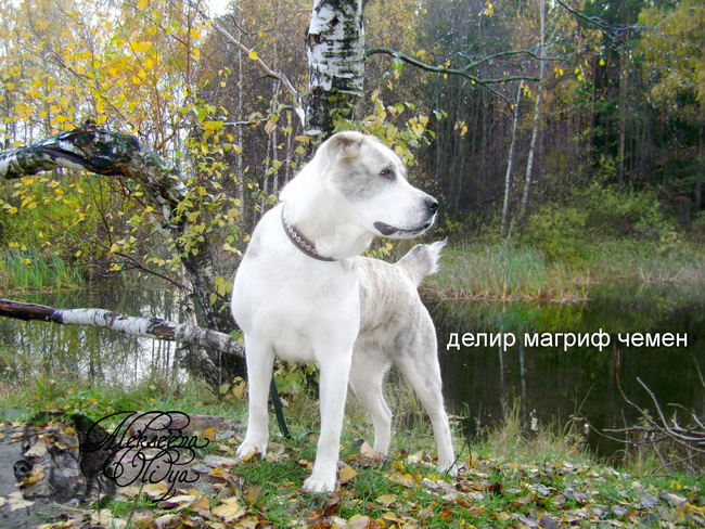 dsc00779_-_kopiya.jpg